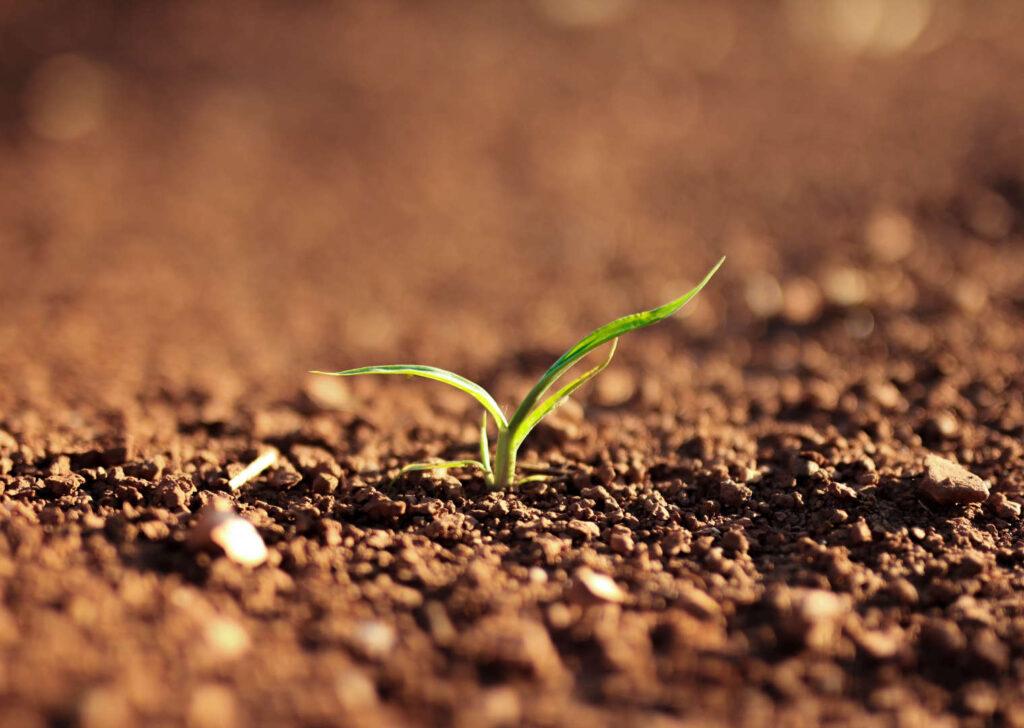 Soil, the foundation of life