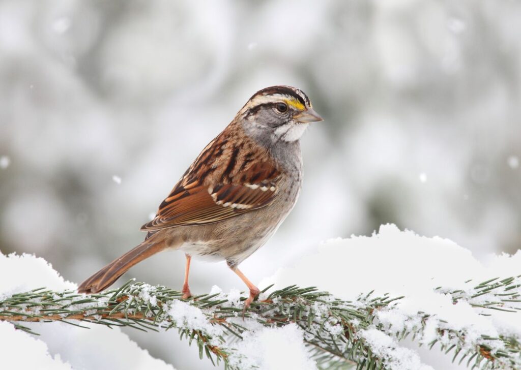Why Birds Do Not Feel Cold