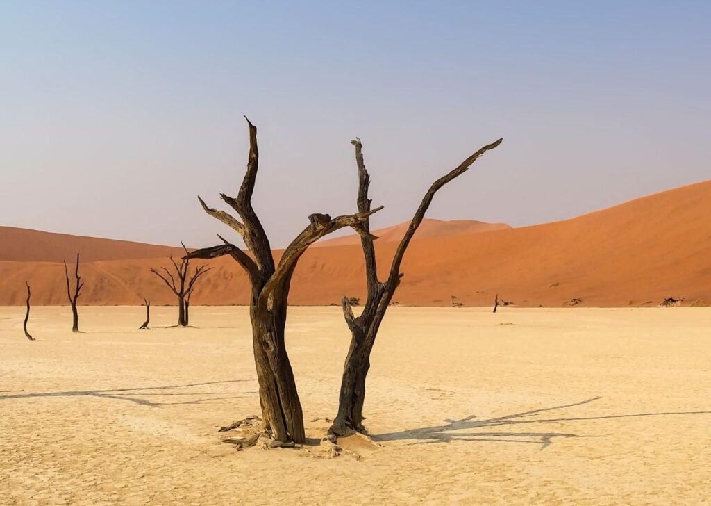 Desertification Is Becoming Alarming
