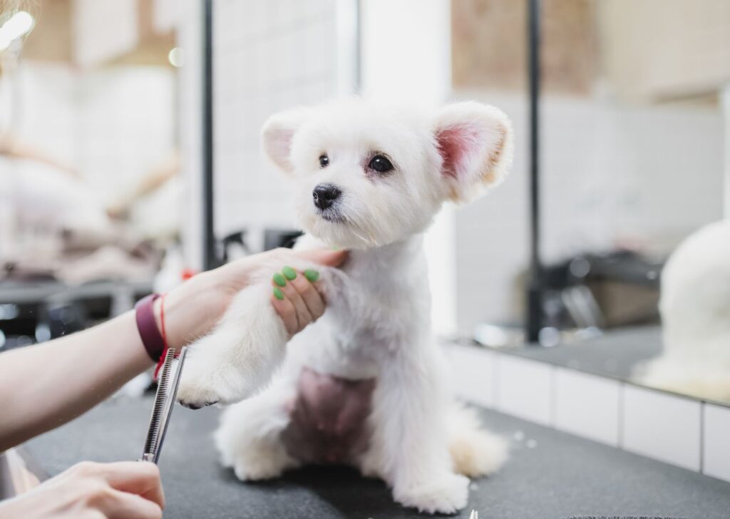 Grooming Your Puppy