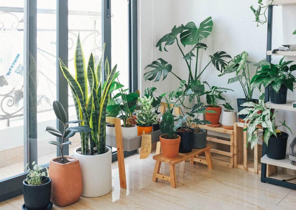 Bring The Plants Indoors To Improve Life